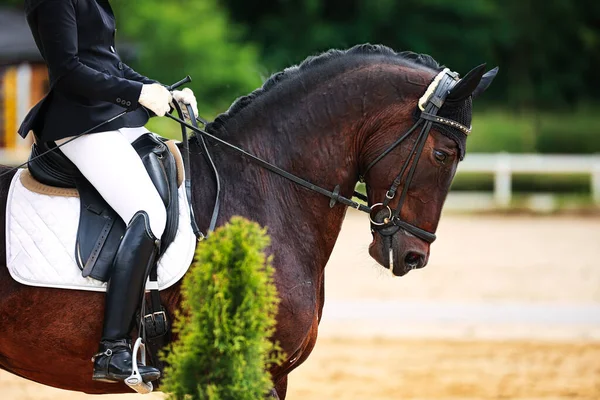 A dressage horse in the dressage arena during a test in S dressage. Color image of horse in close-up isolated against a blurred background.