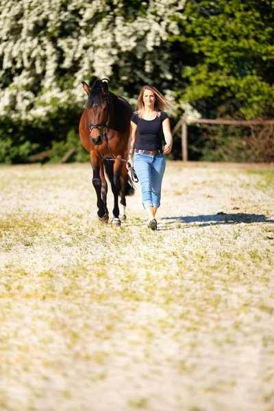 A young woman stands with her horse on a sunlit riding arena. In the background, blooming trees and green nature, model isolated in front of blur, brown horse and woman dressed with a black shirt and jeans.