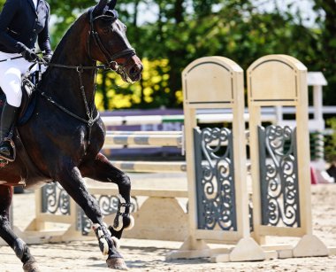 Bu resim, bir turnuva sırasında hareket halindeki bir atı, yazı için yeri olan yakın plan, renkli bir görüntü olarak gösteriyor. Baharda güneşli bir gün.