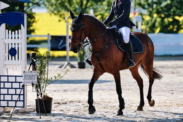 Bu resim, bir turnuva sırasında hareket halindeki bir atı, yazı için yeri olan yakın plan, renkli bir görüntü olarak gösteriyor. Baharda güneşli bir gün.