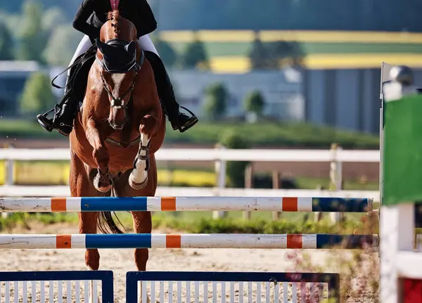 Bu resim, bir turnuva sırasında hareket halindeki bir atı, yazı için yeri olan yakın plan, renkli bir görüntü olarak gösteriyor. Baharda güneşli bir gün.