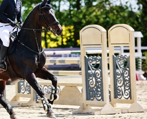 Bu resim, bir turnuva sırasında hareket halindeki bir atı, yazı için yeri olan yakın plan, renkli bir görüntü olarak gösteriyor. Baharda güneşli bir gün.