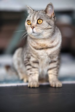 İngiliz Shorthair kedisi, portreler içinde dairede. Geniş açıklıklı fotoğraf kullanılabilir ışık.