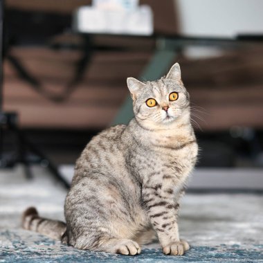 İngiliz Shorthair kedisi, portreler içinde dairede. Geniş açıklıklı fotoğraf kullanılabilir ışık.
