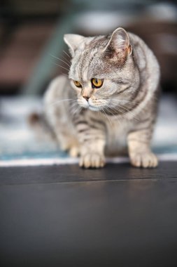 İngiliz Shorthair kedisi, portreler içinde dairede. Geniş açıklıklı fotoğraf kullanılabilir ışık.
