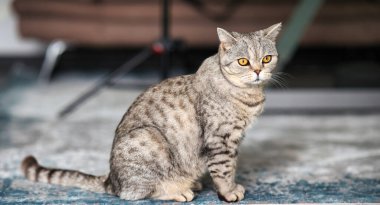 Kedi, İngiliz Kısaltması, Tabby portreleri.