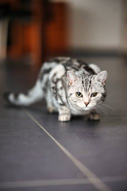 İngiliz Shorthair kedisi, portreler içinde dairede. Geniş açıklıklı fotoğraf kullanılabilir ışık.