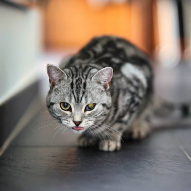 İngiliz Shorthair kedisi, portreler içinde dairede. Geniş açıklıklı fotoğraf kullanılabilir ışık.