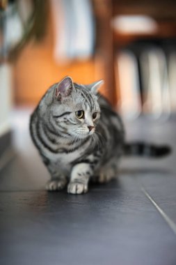İngiliz Shorthair kedisi, portreler içinde dairede. Geniş açıklıklı fotoğraf kullanılabilir ışık.