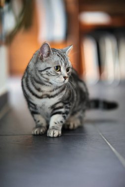 İngiliz Shorthair kedisi, portreler içinde dairede. Geniş açıklıklı fotoğraf kullanılabilir ışık.