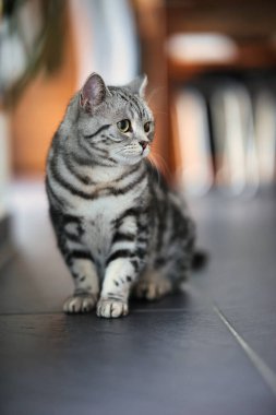 İngiliz Shorthair kedisi, portreler içinde dairede. Geniş açıklıklı fotoğraf kullanılabilir ışık.