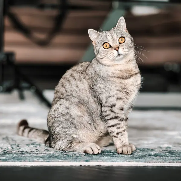 İngiliz Shorthair kedisi, portreler içinde dairede. Geniş açıklıklı fotoğraf kullanılabilir ışık.