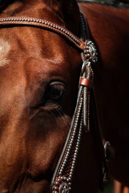 At, batı atı güneş ışığında yakın çekim, disiplin..