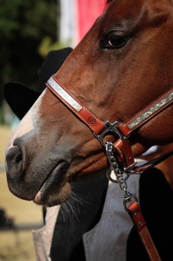 At, batı atı güneş ışığında yakın çekim, disiplin..