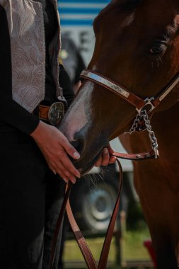 At, batı atı güneş ışığında yakın çekim, disiplin..