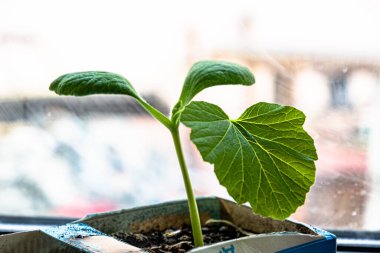 Karton bir kutunun pencere kenarında küçük yeşil bir bitki. Bahçe için bahar tohumları. Yiyecek bahçesi..