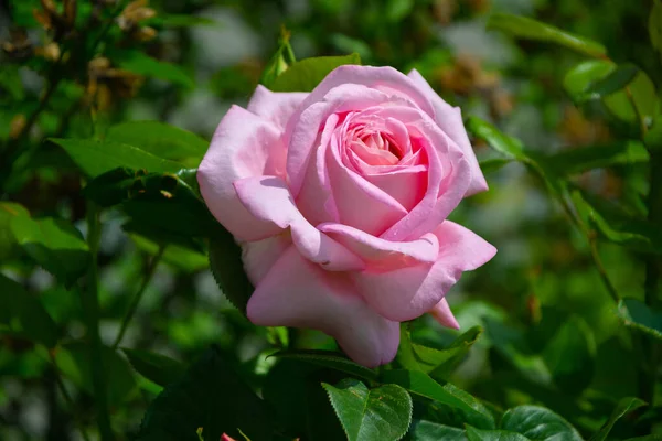 Große Schöne Rosa Rose Garten — Stockfoto