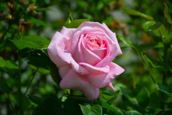 Duży Piękny Różowy Róż Ogrodzie — Zdjęcie stockowe