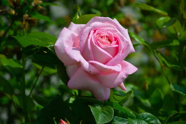 Duży Piękny Różowy Róż Ogrodzie — Zdjęcie stockowe