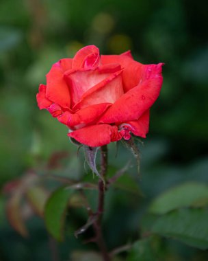 Bir yaz günü bahçede kırmızı bir gül.