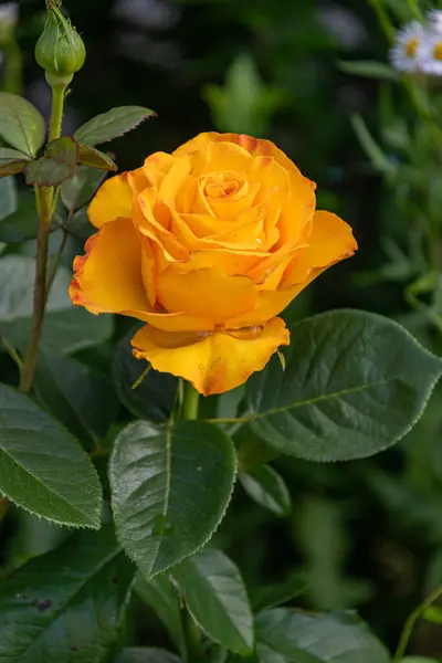 Gelbe Rose Garten Einem Sommertag — Stockfoto