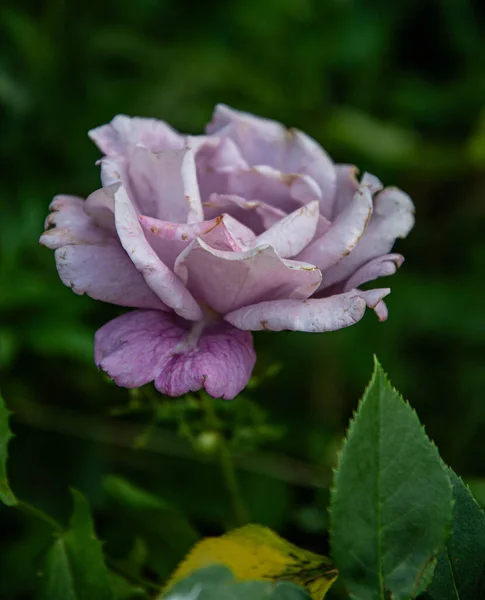 Rosa Rosa Jardín Día Verano —  Fotos de Stock