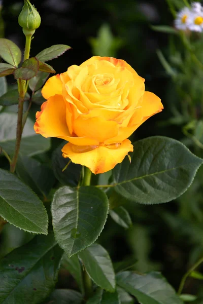 Желтая Роза Саду Летний День — стоковое фото