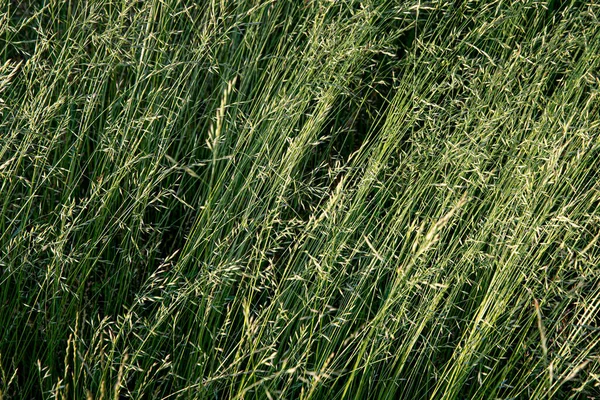 Herbe Mature Verte Dans Prairie Jour Été Grand Fond Pour — Photo