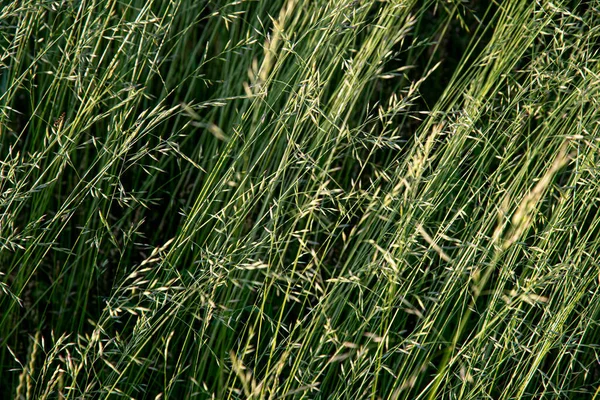 Herbe Mature Verte Dans Prairie Jour Été Grand Fond Pour — Photo