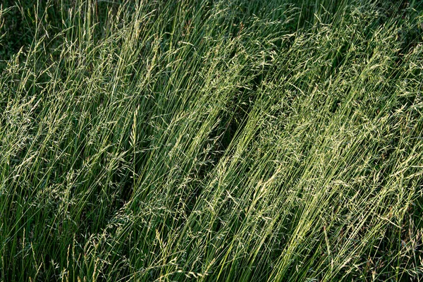Grünes Reifes Gras Auf Der Wiese Einem Sommertag Toller Hintergrund — Stockfoto