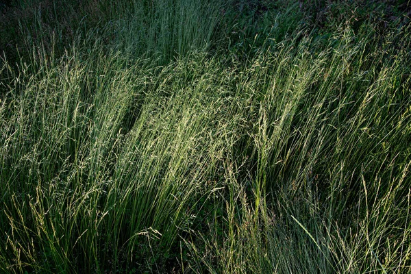 Grünes Reifes Gras Auf Der Wiese Einem Sommertag Toller Hintergrund — Stockfoto