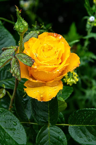 Желтая Роза Саду Клумбе Летний День — стоковое фото