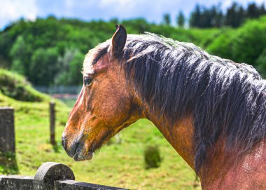Bir çayırın arka planında bir atın portresi.