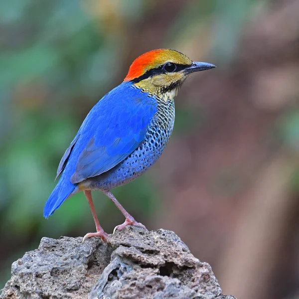 Beautiful colorful bird, male of Blue Pitta (Pitta cyanea), bird from Thailand.