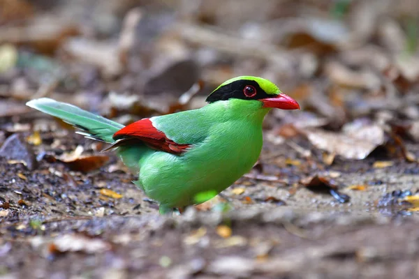 Beautiful colorful bird, Common Green Magpie (Cissa chinensis) bird from Thailand.