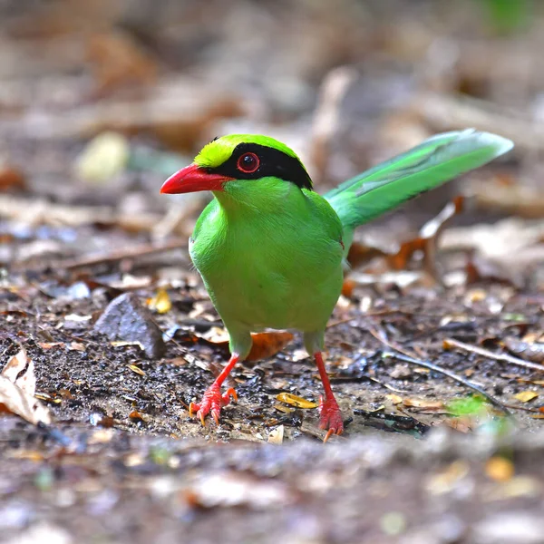 Beautiful colorful bird, Common Green Magpie (Cissa chinensis) bird from Thailand.