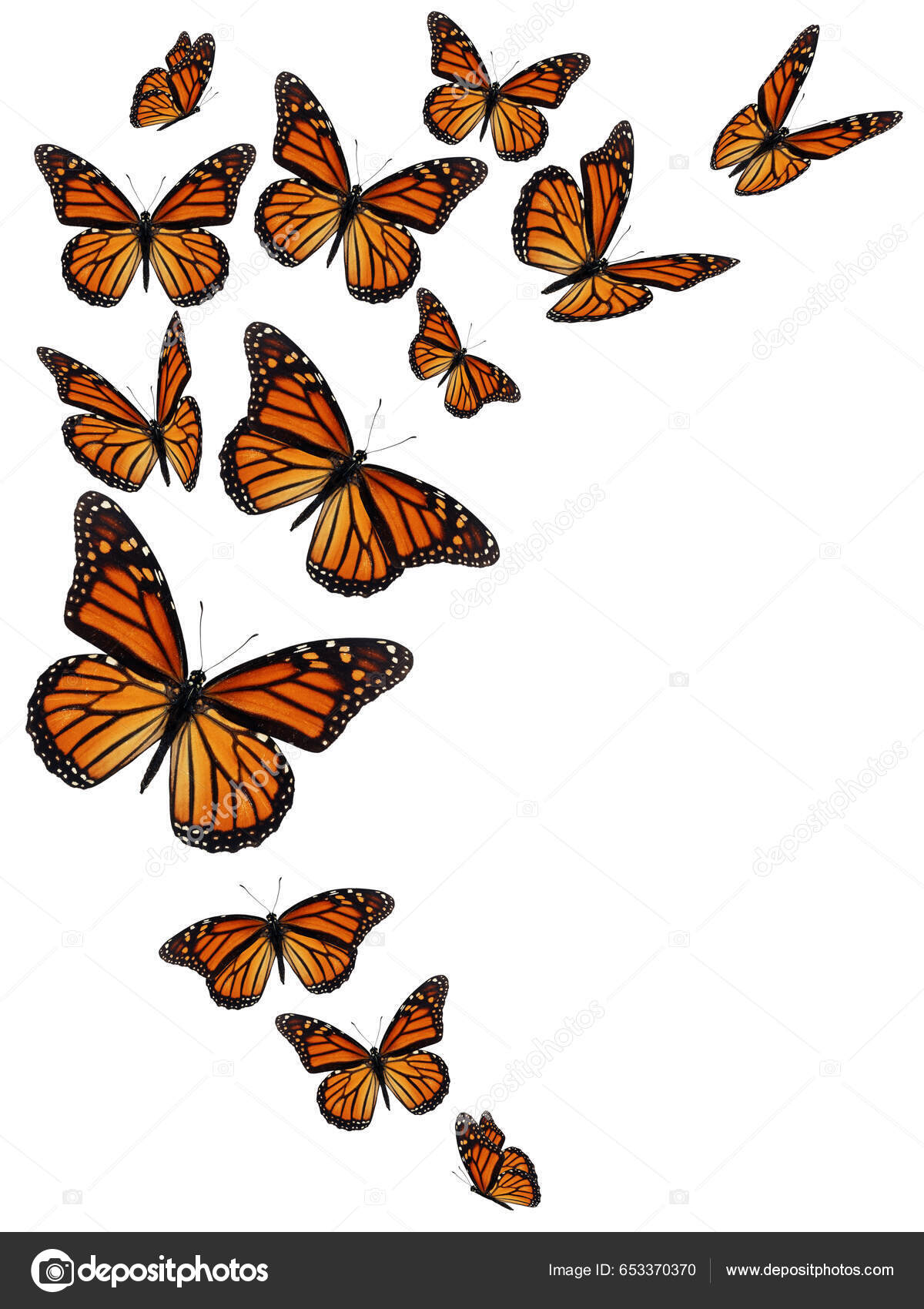 Mariposas Monarca Vuelo Sobre Fondo Blanco — Foto de stock #653370370 ©  thawats, image size:1200x1700