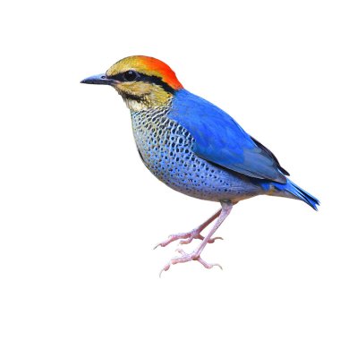 Güzel kuş, Mavi Pitta (Pitta siyanea) beyaz arka planda izole.