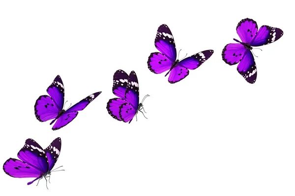 Purple Flying Butterfly Isolated On White Stock Photo 1111224140