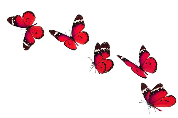 Krásný Červený Motýl Izolované Bílém Pozadí — Stock fotografie