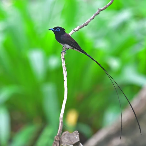 Prachtige Vogel Man Van Japanse Paradijsvliegenvanger Terpsiphone Atrocaudata Staand Tak — Stockfoto