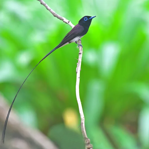 Piękny Ptak Mężczyzna Japońskiego Łapacza Raju Terpsiphone Atrocaudata Stojący Gałęzi — Zdjęcie stockowe