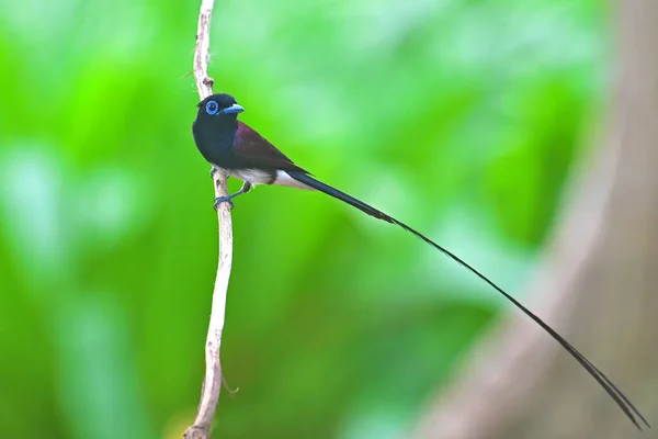 Krásný Pták Male Japanese Paradise Flycatcher Terpsiphone Atrocaudata Stojící Větvi — Stock fotografie