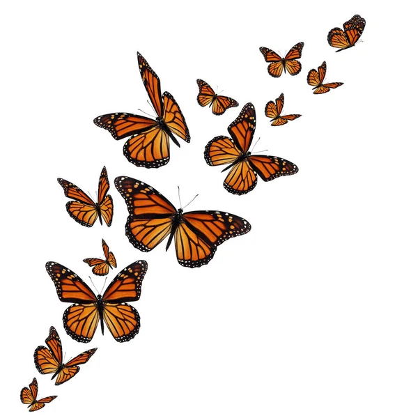 Monarch Πεταλούδες Κατά Την Πτήση Λευκό Φόντο — Φωτογραφία Αρχείου