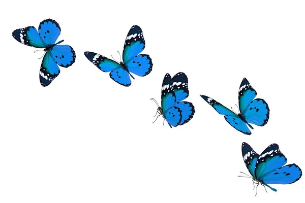 Krásný Modrý Motýl Izolované Bílém Pozadí Royalty Free Stock Obrázky
