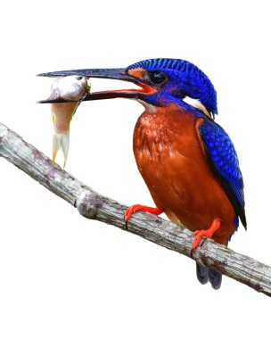 Güzel kuş, Erkek of Blue kulaklı Kingfisher (Alcedo meninting) kuş dalda çocuğunu Güney Tayland besleme sırasında tünemiş.