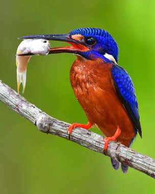 Güzel kuş, Erkek of Blue kulaklı Kingfisher (Alcedo meninting) kuş dalda çocuğunu Güney Tayland besleme sırasında tünemiş.