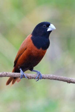 Güzel kuş, Chestnut Munia (Lonchura atricapilla), Taylandlı kuş..