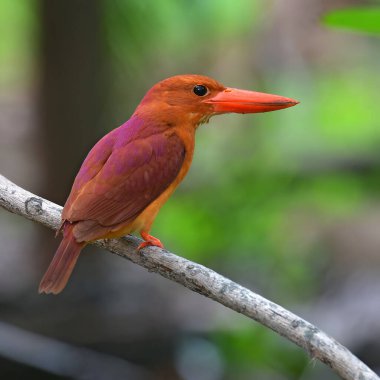 Güzel kuş, Ruddy Kingfisher (Halcyon coromanda) bir dalda duruyor, Taylandlı kuş.