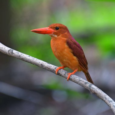 Güzel kuş, Ruddy Kingfisher (Halcyon coromanda) bir dalda duruyor, Taylandlı kuş.